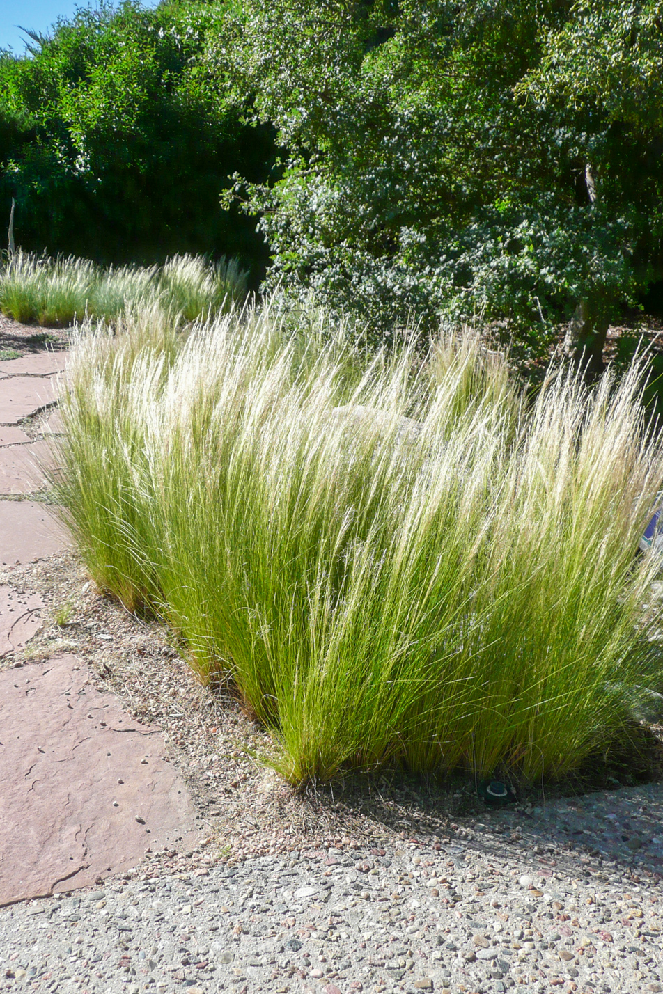 Feather grass discount